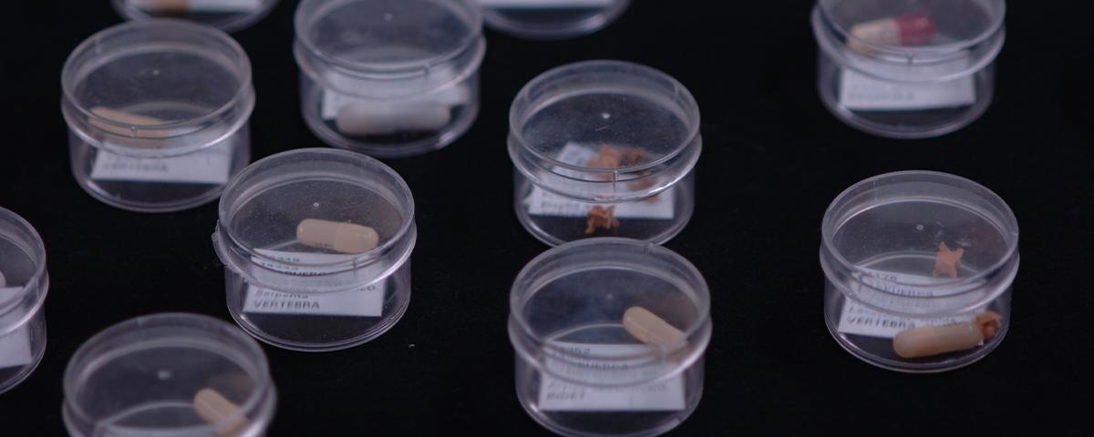 Imagen del Programa de investigación Paleobiología